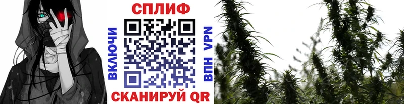 Марихуана Amnesia  Очёр 